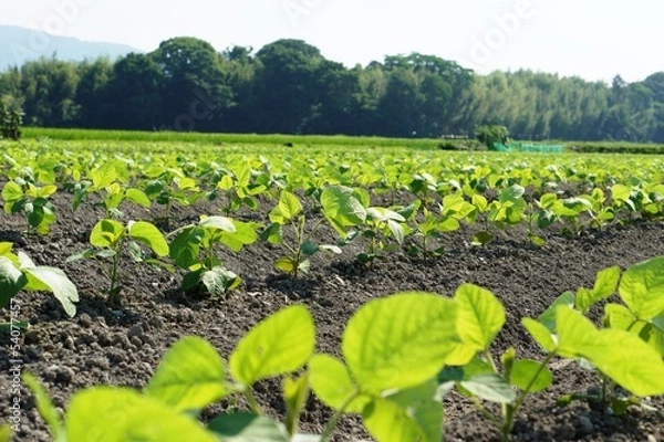 Fototapeta 枝豆畑