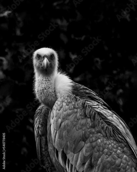 Obraz white tailed eagle