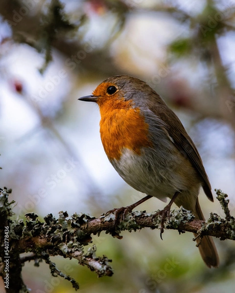 Obraz robin on a branch
