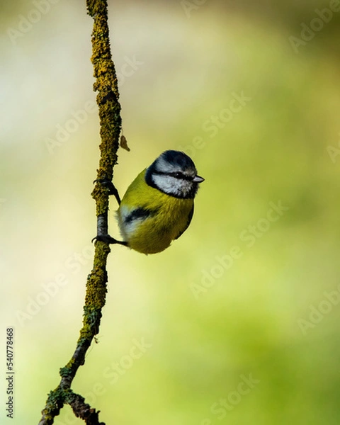 Obraz bird perched on a branch