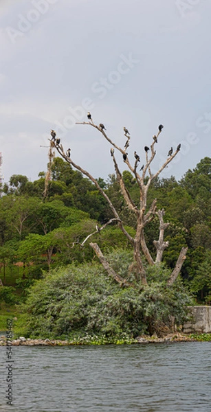 Fototapeta Baum mit Vögeln