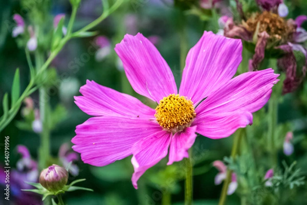 Obraz cosmos flower