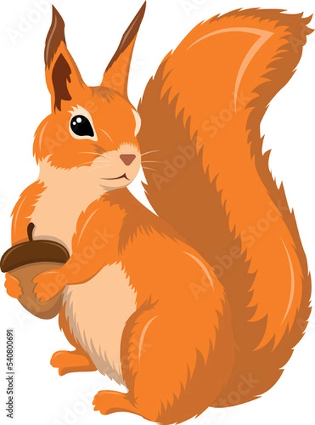 Obraz Red forest squirrel with nut, vector graphic