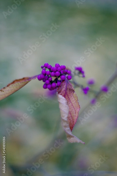 Obraz flowers in the wind