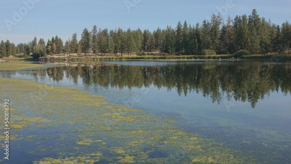 Fototapeta Toxic blue-green algae bloom on a lake in Washington State 