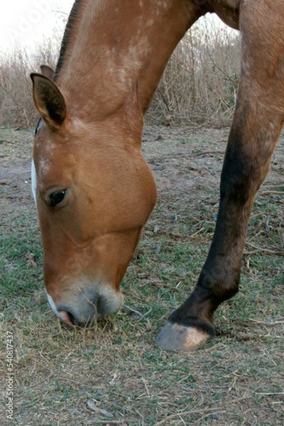 Obraz Caballo alimentándose.