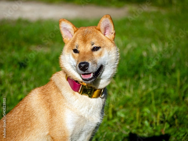 Obraz Shiba Inu plays on the dog playground in the park. Cute dog of shiba inu breed walking at nature in summer. walking outside. 