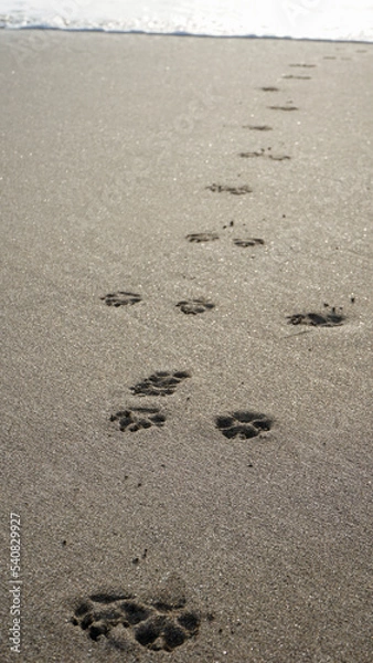 Obraz footprints on the beach