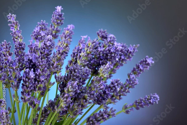 Obraz Bukiet lawendy na niebieskim tle