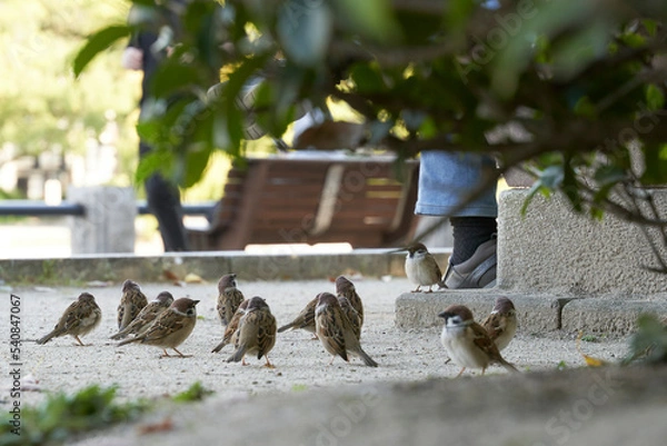 Obraz スズメの集会