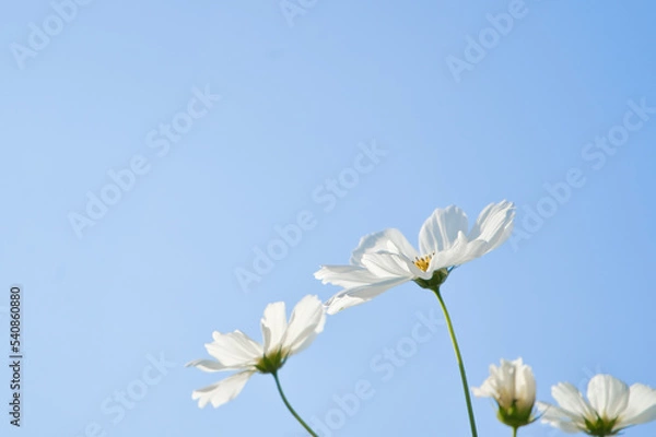 Obraz 白のコスモスと秋の青空
