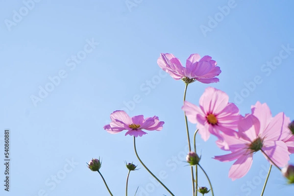 Obraz ピンクのコスモスと秋の青空