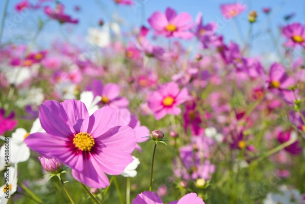 Obraz ピンクのコスモスと秋の青空