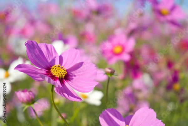 Fototapeta ピンクのコスモスと秋の青空
