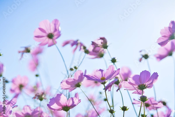 Obraz ピンクのコスモスと秋の青空