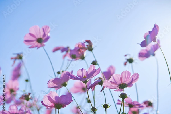 Obraz ピンクのコスモスと秋の青空