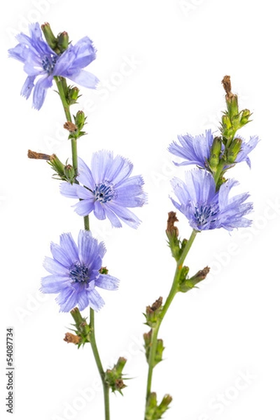 Obraz Gewöhnliche Wegwarte (Cichorium intybus) - vor weißem Hintergr