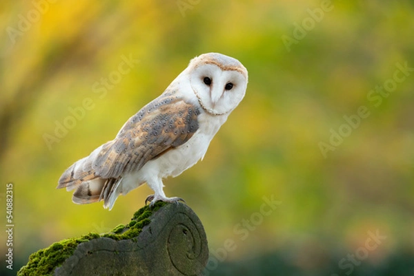 Fototapeta he barn owl (Tyto alba) is the most widely distributed species of owl in the world and one of the most widespread of all species of birds