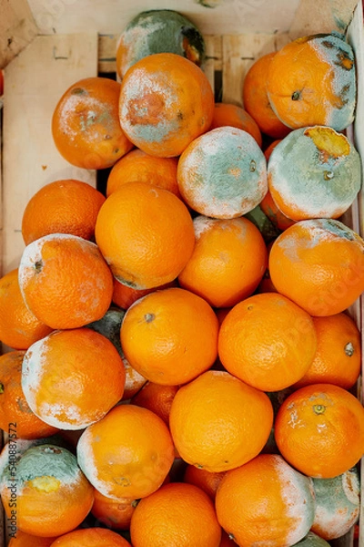 Obraz A rotting orange covered in mold.