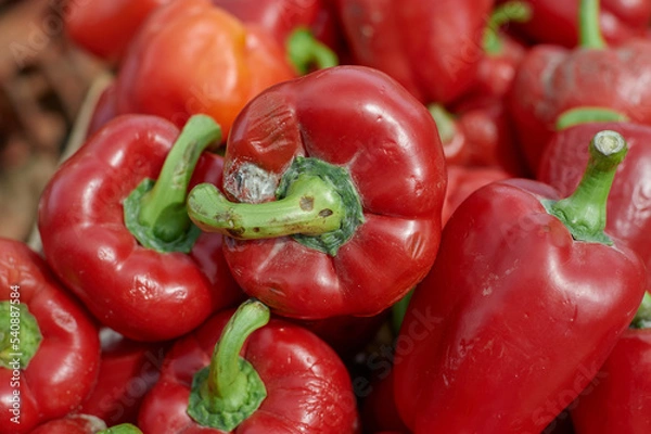 Obraz Red bell pepper close-up of red color begins to rot due to long storage in the open air.