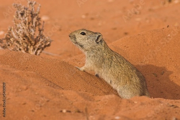 Obraz Brant's Whistling Rat (Parotomys brantsii)
