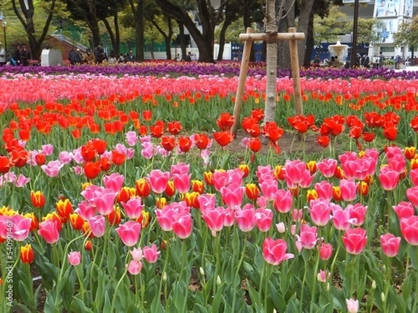 Obraz チューリップ