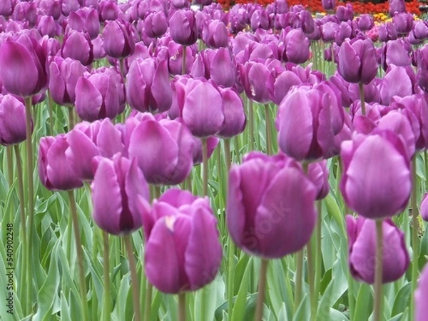 Fototapeta チューリップその３