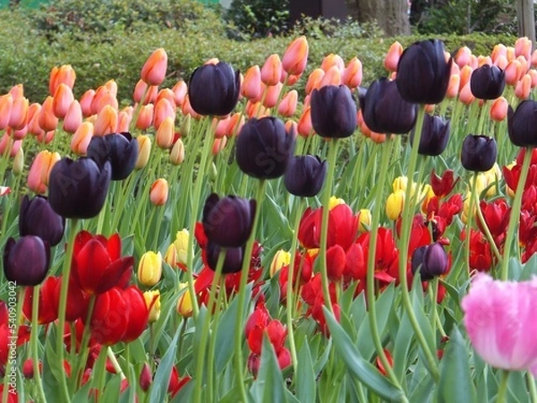 Obraz チューリップその６