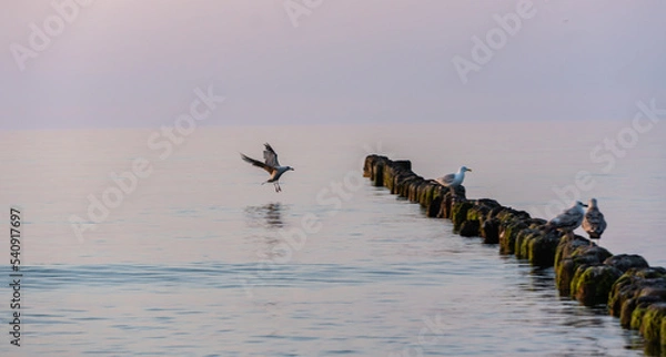 Obraz Flying seagull to the sea at sunset.
The Baltic Sea, Kołobrzeg, Poland.
Summer, 2022