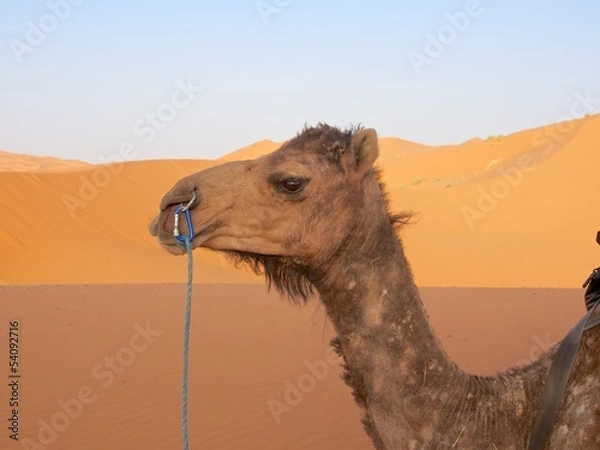 Fototapeta サハラ砂漠のラクダ