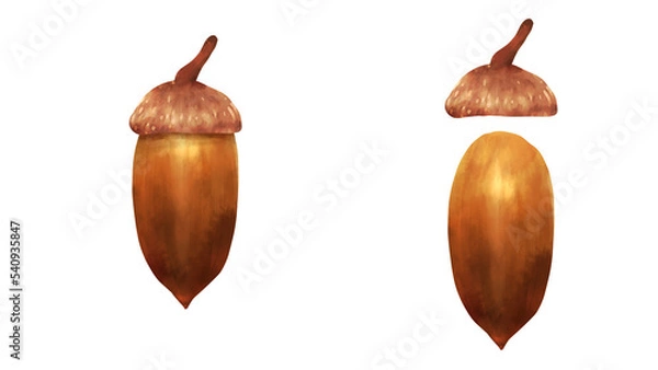Fototapeta ドングリ（コナラの実）の水彩風背景透過イラストセット