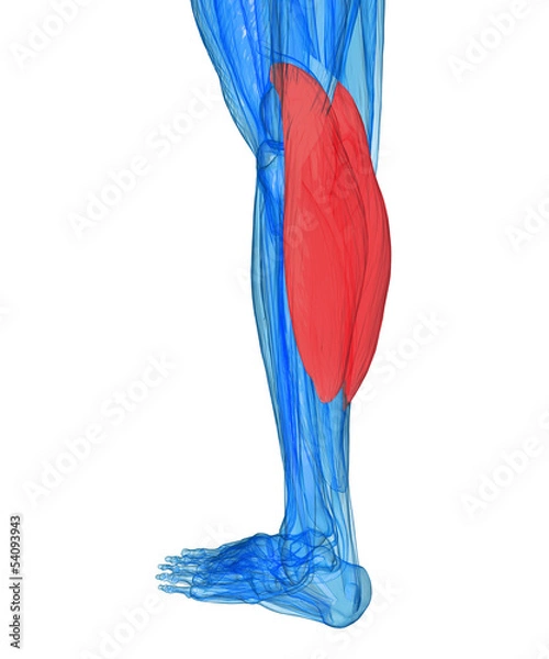 Obraz Calves - Anatomy Muscles