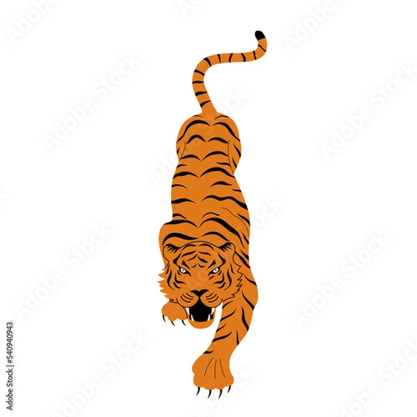 Obraz Tiger isolated on white background.