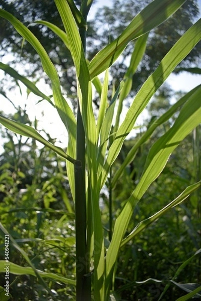 Obraz green plantation