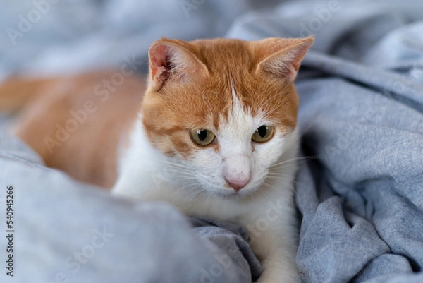 Fototapeta 見つめる猫　茶トラ白