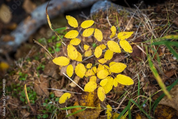 Fototapeta Top view of yellow autumn leaves of plants. Colorful foliage close up. Autumn season. Beautiful natural autumn background. Shallow depth of field and blurry background. Soft focus. Great for design.