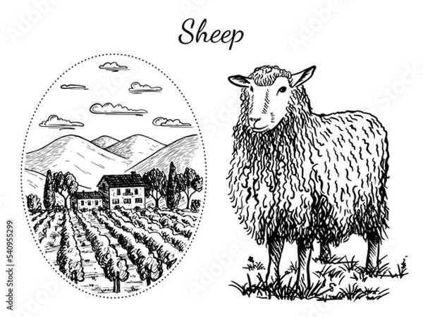 Fototapeta Black and white isolated vector sketch of a sheep and a rural landscape on a transparent background.