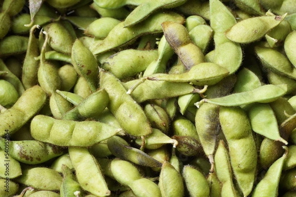 Fototapeta 丹波黒（黒大豆）枝豆　仲摘み 　サヤが大きくなった　10月下旬