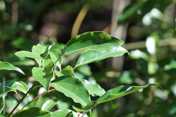 Fototapeta クスノキ　山の中　10月