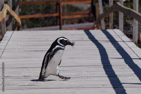 Obraz pingüino trabajando