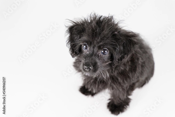 Obraz おすわりして見上げるミックスの仔犬