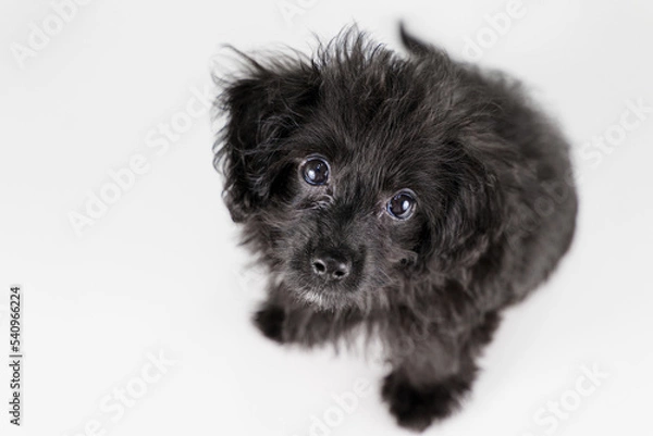 Obraz カメラ目線で見上げるミックスの仔犬