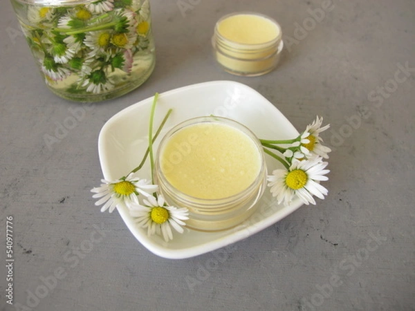 Fototapeta Homemade daisy ointment with daisy extract in a small jar