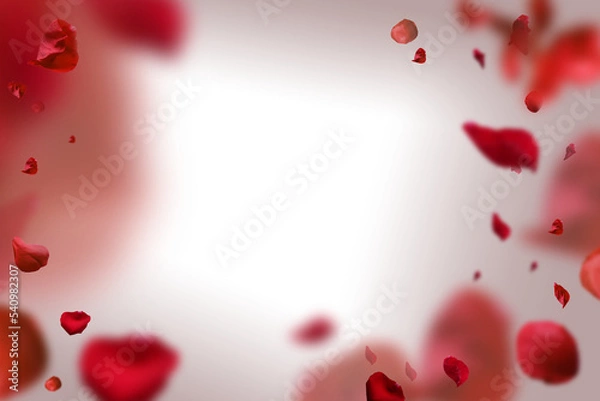Obraz Backdrop of rose petals isolated on a transparent white background. Valentine day background.