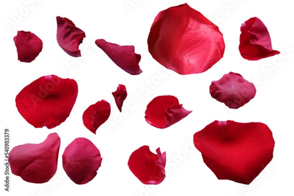 Obraz red rose petals