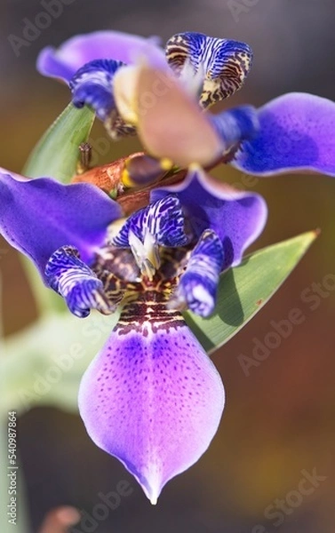 Obraz purple Iris flower