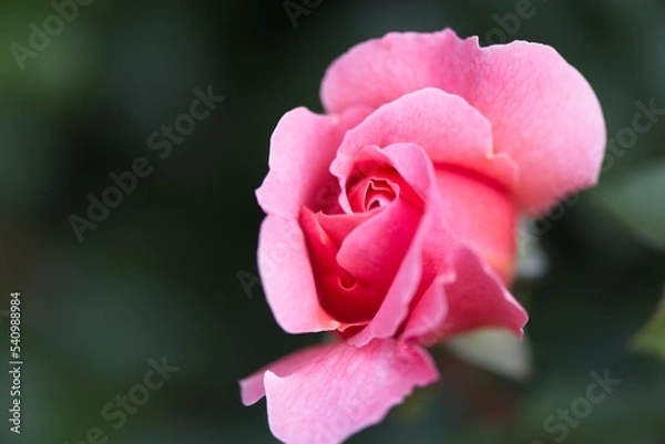Obraz pink rose close up