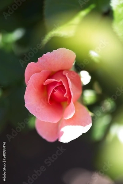 Obraz pink rose