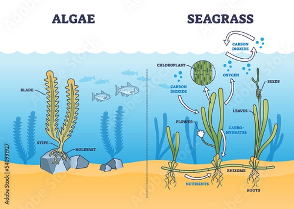 Fototapeta Algae and seagrass biological structure and dioxide exchange process outline diagram. Labeled educational scheme with aquatic plant botanical chloroplast and carbohydrates function vector illustration
