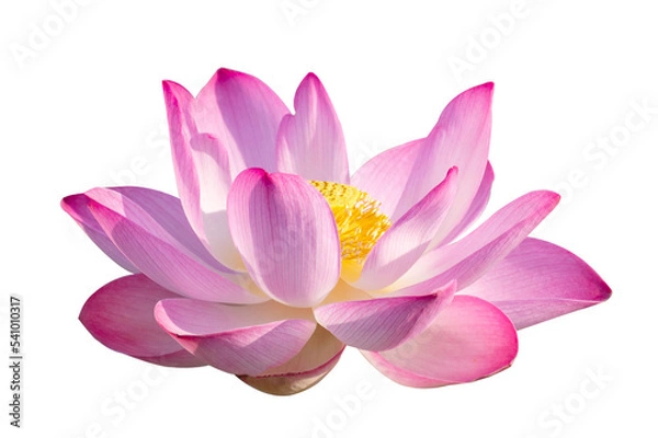 Obraz Purple Pink Lotos izolat na przezroczystym pliku PNG w tle